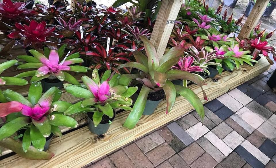 Piri Nursery & Landscaping - Hialeah Landscaping