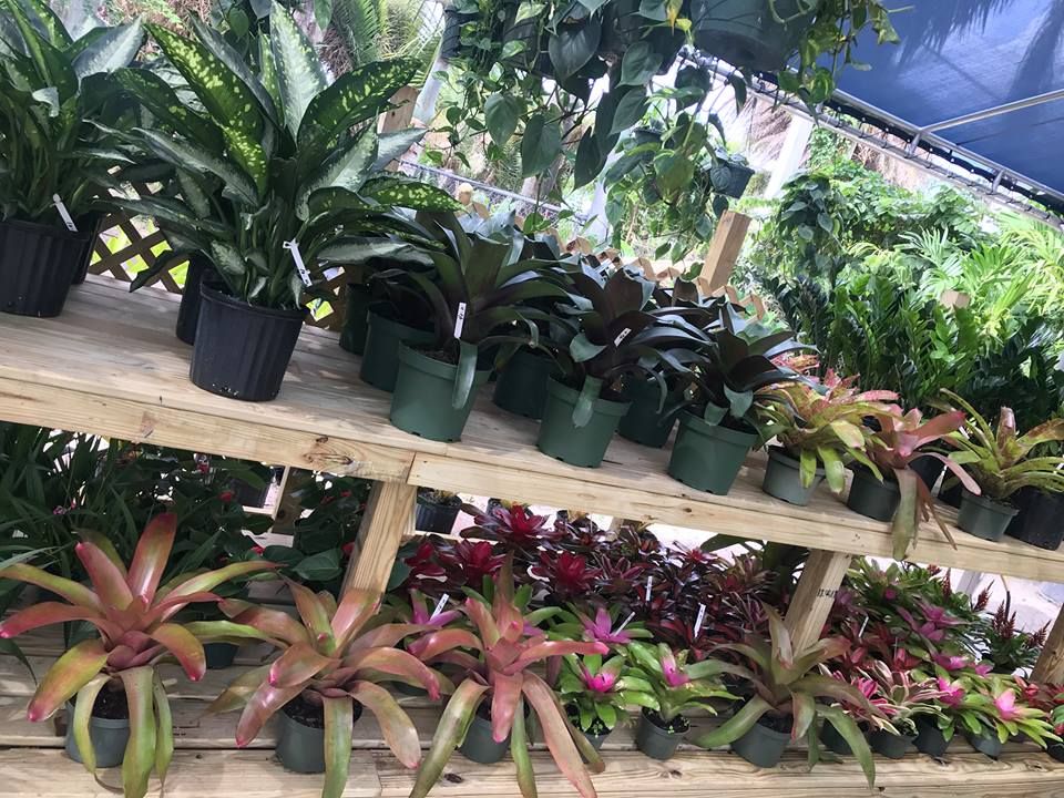 Piri Nursery & Landscaping - Hialeah Environment