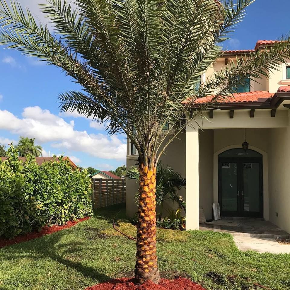 Piri Nursery & Landscaping - Hialeah Comfortable