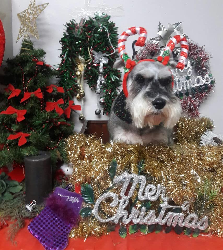 Kenny & Dolly's Grooming Place - Tamiami Fantastic!