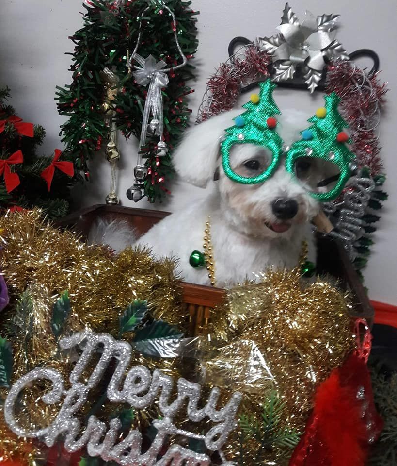 Kenny & Dolly's Grooming Place - Tamiami Cleanliness