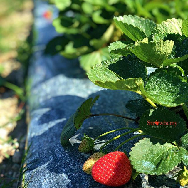 Strawberry Fields of Kendall - Miami Comfortably