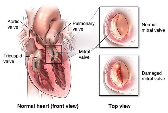 Dr. Aurelio Ortiz Jr., MD Cardiology of Miami - Miami Shared(305)