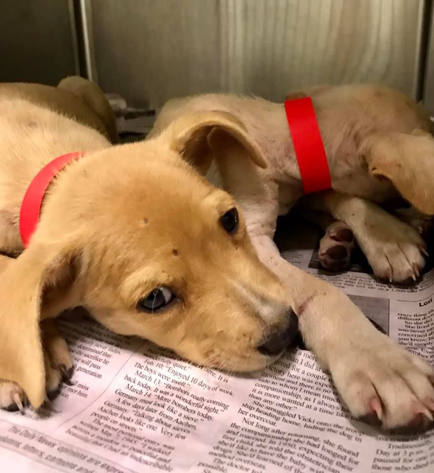 St. Croix Animal Welfare Center Wheelchairs