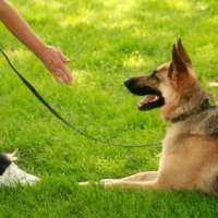 Southern Nevada Dog Training - Las Vegas Southern Nevada Dog Training - Las Vegas, Southern Nevada Dog Training - Las Vegas, 7538 Frontier Ranch Ln, Las Vegas, NV, , Unknown, - Unknown, Use this type when you can not find a good fit and notify Paul on messenger