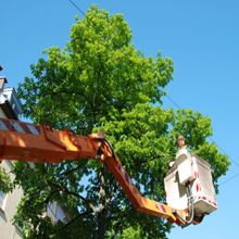 Beavers Tree Service - Grafton Appointments