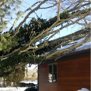 Watkins Tree Experts - Charlestown Establishment