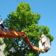 Tnt Stump Grinding - Magnolia Appointments