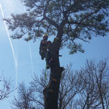 Whispering Tree Service - Port Haywood Slider 3