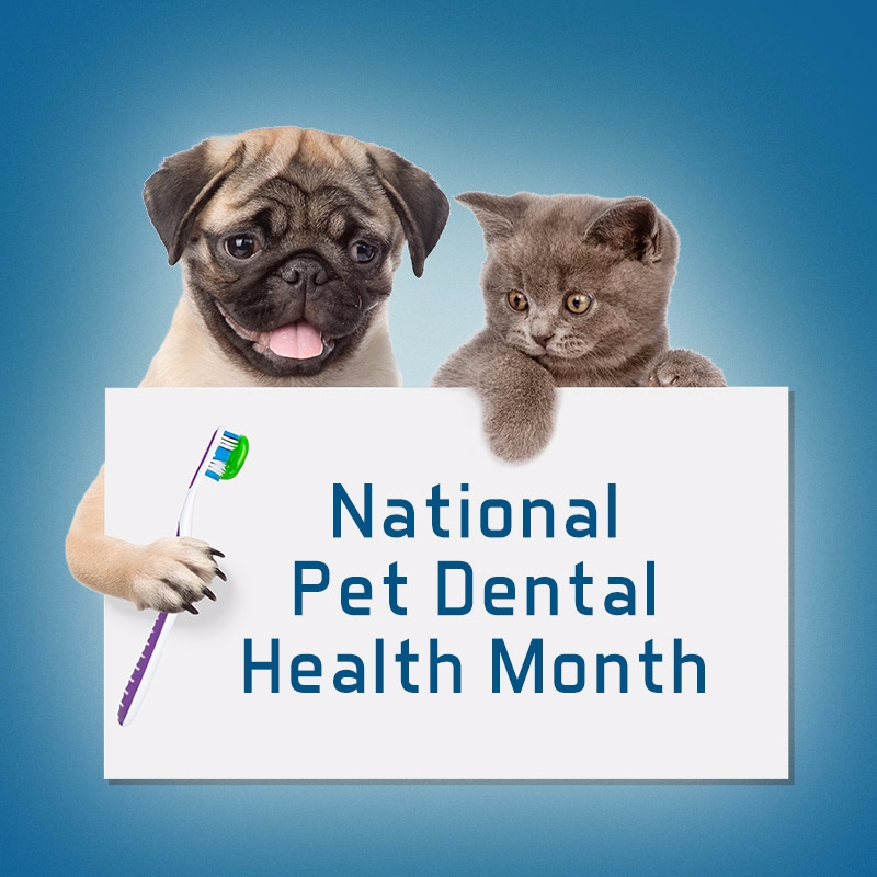 South Dixie Animal Hospital - West Palm Beach Professionals