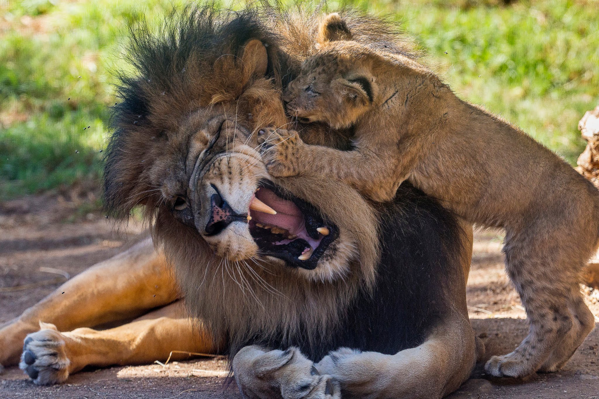 Lion Country Safari - Loxahatchee Convenience