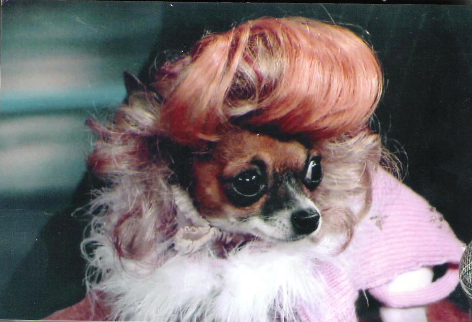 Wiggles Dog Wigs Information
