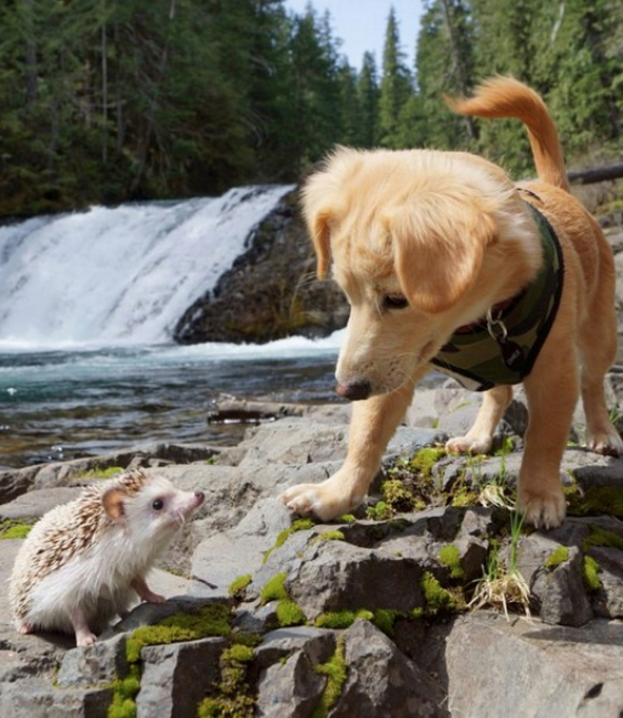 Fetch! Pet Care - Lake Worth Informative