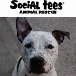 Social Tees Animal Rescue - New York Social Tees Animal Rescue - New York, Social Tees Animal Rescue - New York, 325 East 5th Street, New York, New York, New York County, Pet Rescue, Service - Animal Rescue, pet, rescue, pet care, lodging, , animal, horse, dog, cat, pet, Services, grooming, stylist, plumb, electric, clean, groom, bath, sew, decorate, driver, uber