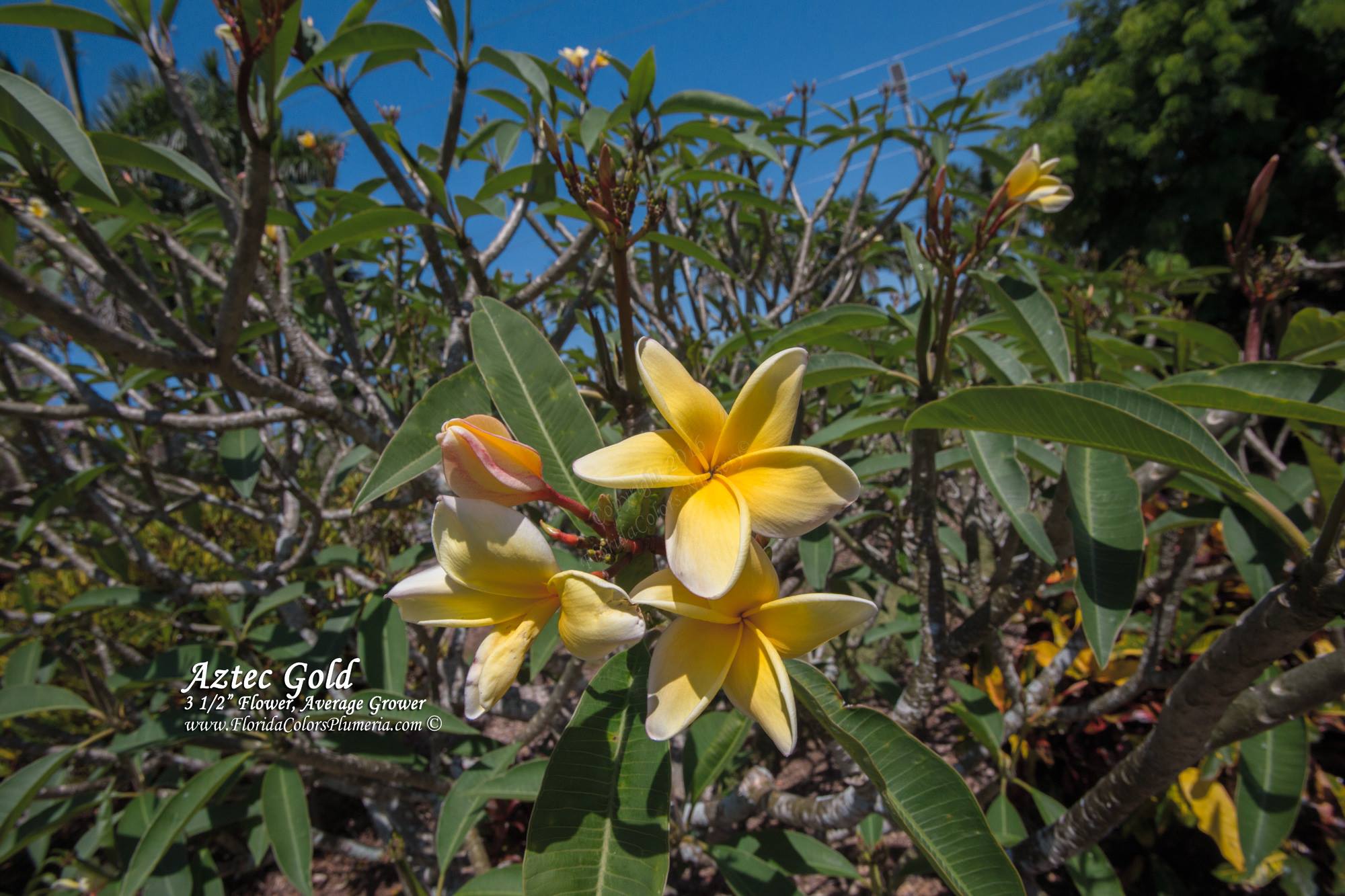 Florida Colors Nursery - Homestead Affordability