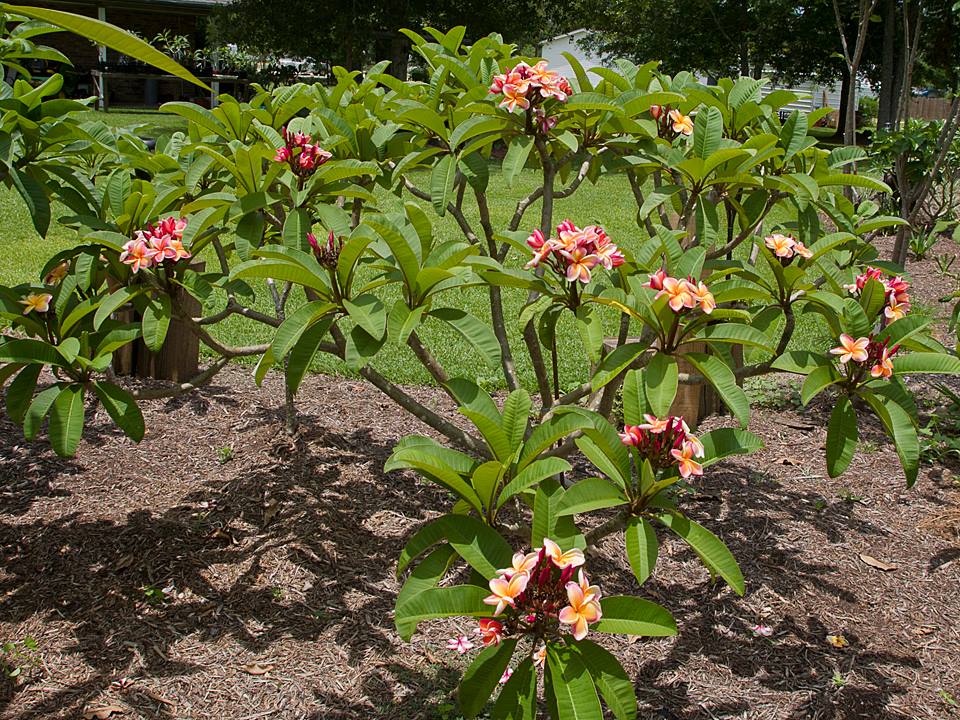 Florida Colors Nursery - Homestead Combination