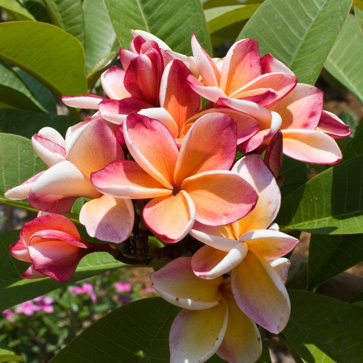 Florida Colors Nursery - Homestead Organization