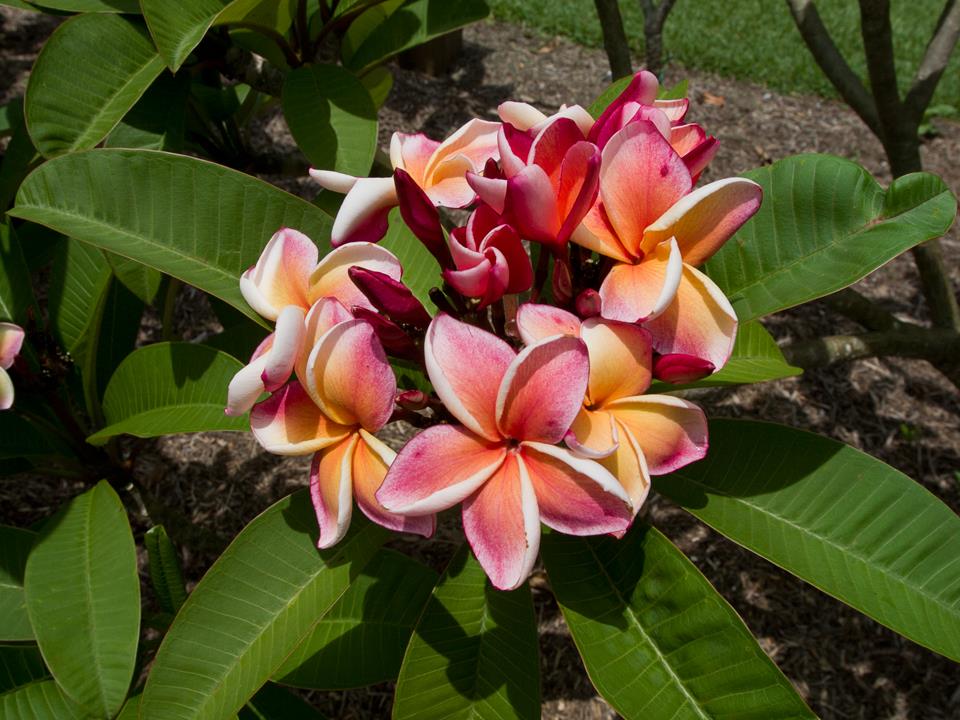 Florida Colors Nursery - Homestead Accessibility