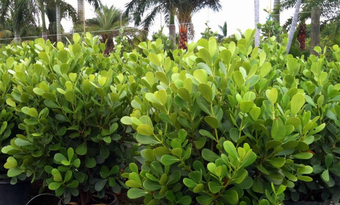 Adam's Plants - West Palm Beach Informative
