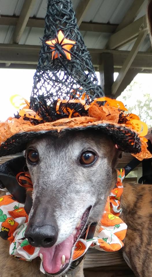 Greyhound Pets of America - West Palm Beach Comfortably