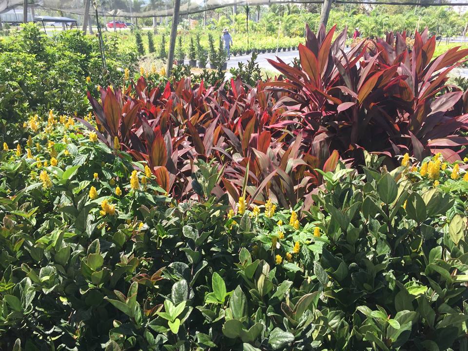 Southern Gardens Nursery - West Palm Beach Information