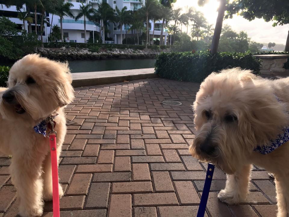 Le Chien Pet Spa - Sunny Isles Beach Regulations