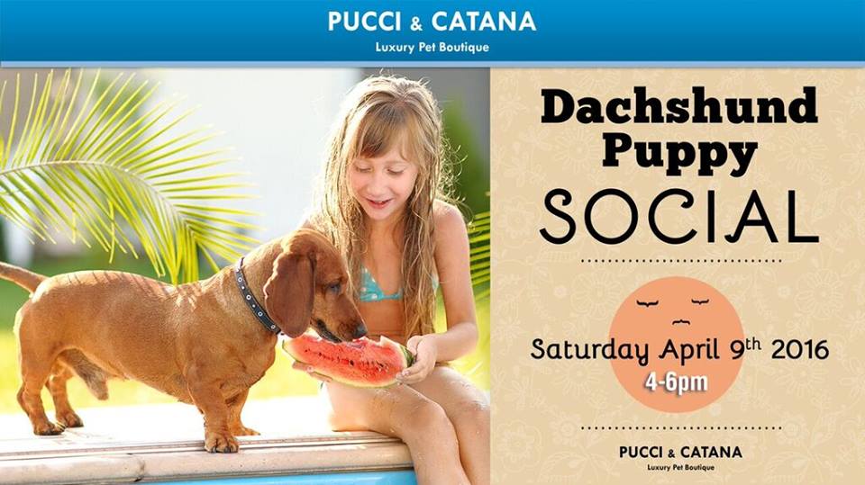 Pucci & Catana Luxury Pet Boutique - Omaha Environment