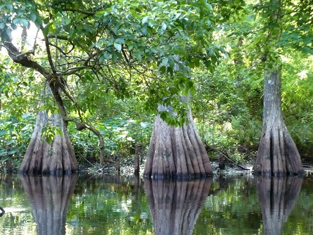 Canoe Outfitters of Florida - Jupiter Contemporary