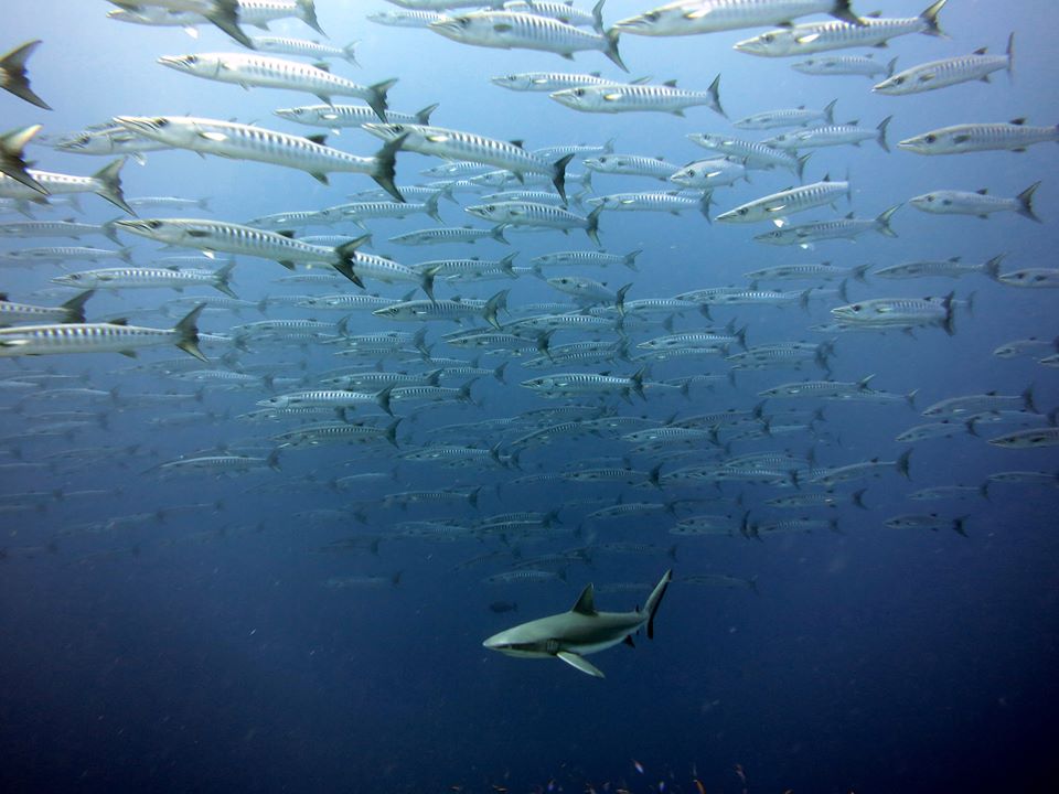 National Marine Fisheries Services - Tequesta Fantastic!