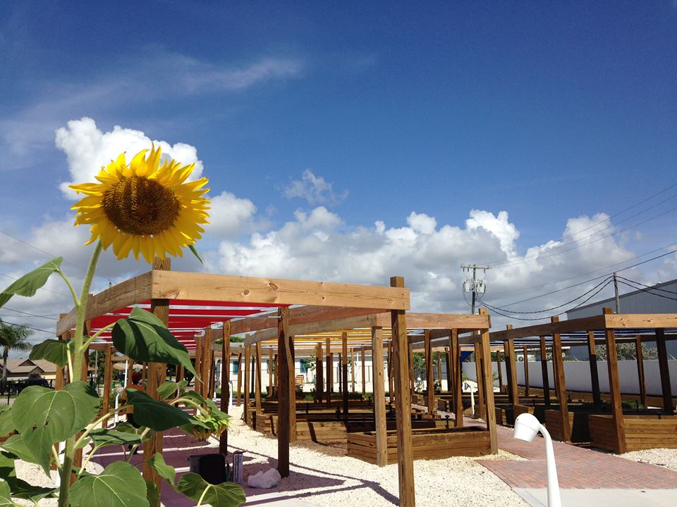 Riviera Beach Community Garden - Riviera Beach Informative