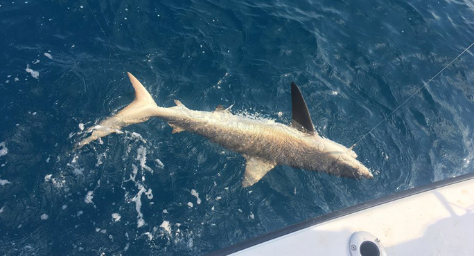 Sea Horse Fishing Charter Adventures - Riviera Beach Recreational