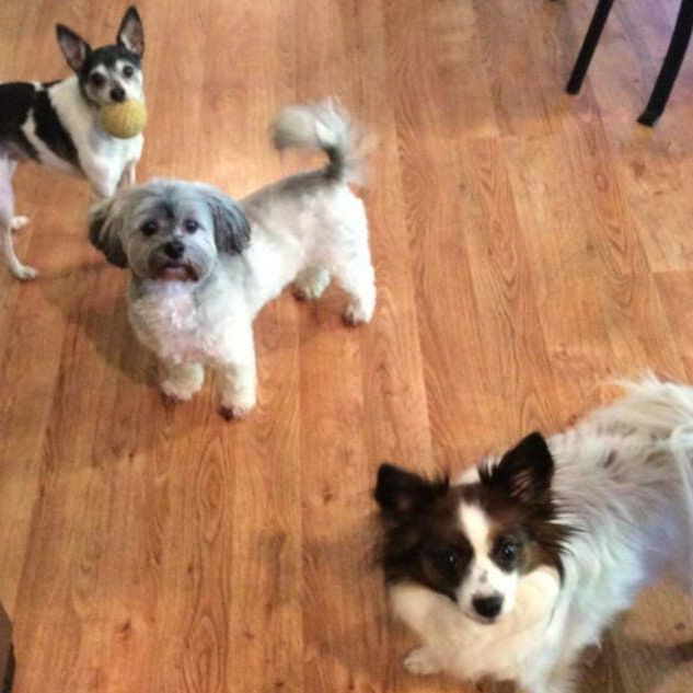 Debbie's Pet and House Sitting - Bellevue Contemporary