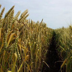 Cen-Tex Seed Inc - Hillsboro Affordability