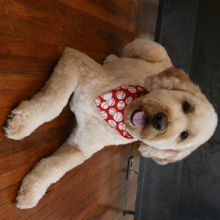 Posh Paws Grooming & Pet Spa LLC - Greenville Establishment