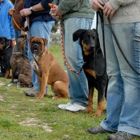 Pro Canine Center - Frenchtown Cleanliness