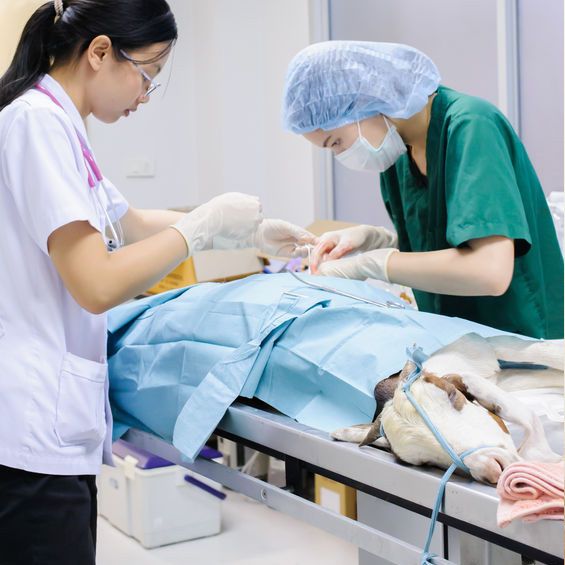 Lakeland Animal Clinic - Syracuse Affordability