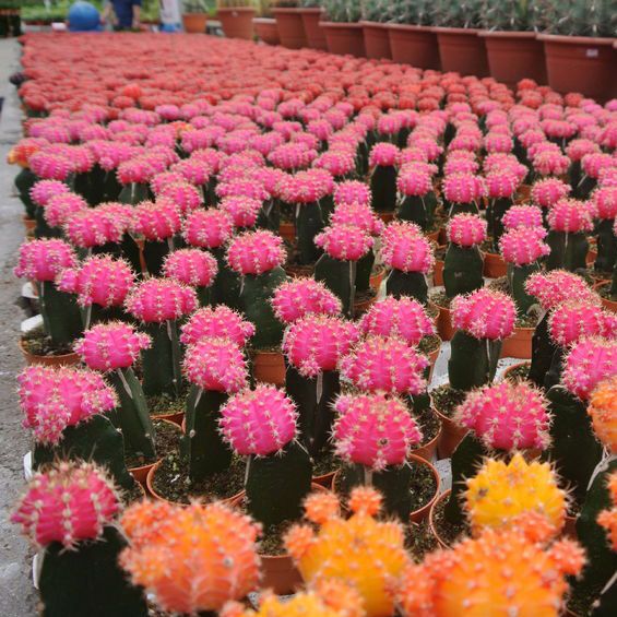 The RainForest Florist Yuma Retail Florist