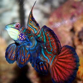 Testing new product using Client Website Product Picture