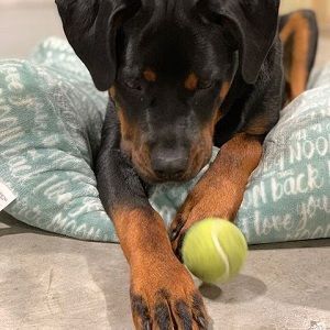 Wild Paws - Ankeny Documentation