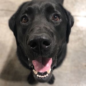 Wild Paws - Ankeny Accessibility