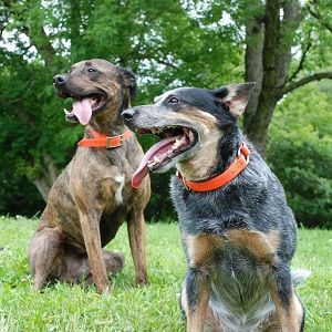 Wild Paws - Ankeny Association