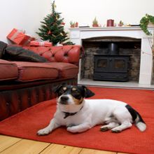 BensDotter's Pet - Great Barrington Accommodate