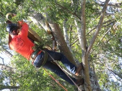 Integrity Tree Care - Indian Trail Affordability