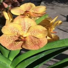 Banjong Orchids - Miami Accommodate