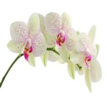 Banjong Orchids - Miami Cleanliness