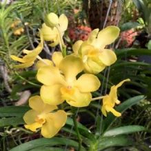 Banjong Orchids - Miami Information