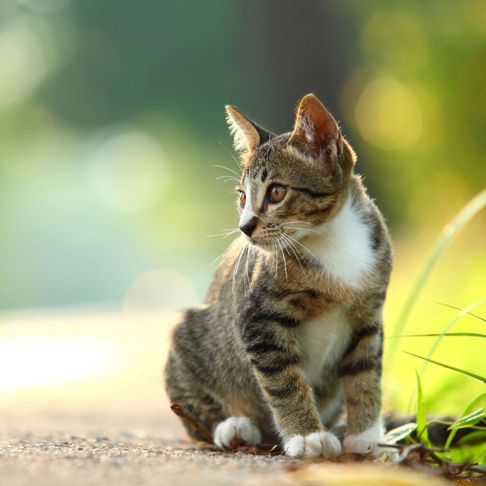 Kiki's Korner - Winfield Affordability