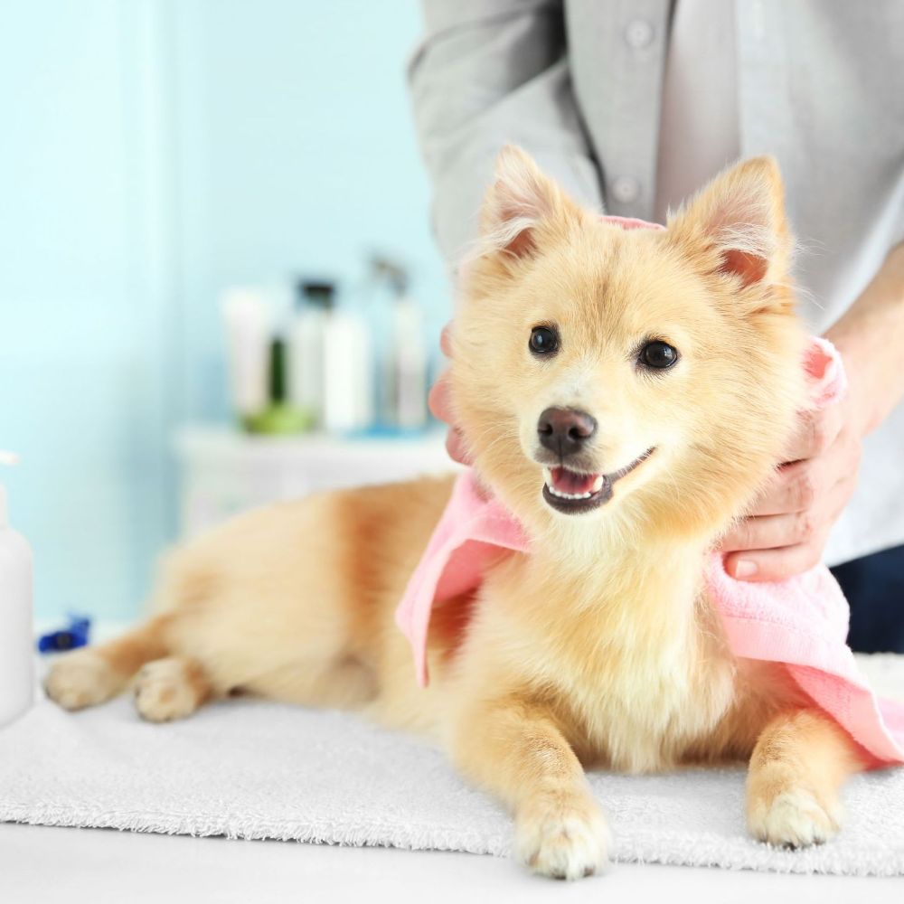 Kiki's Korner - Winfield Establishment