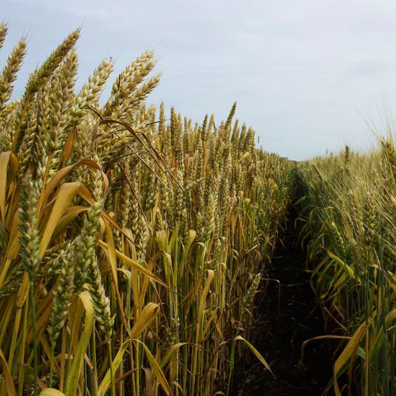 Davis Feed & Farm Supply - Yazoo City Appointments