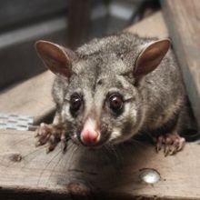 Curry's Termite, Pest & Animal Control Informative